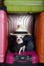 Chihuahua dog in a stylish hat and with a small backpack sits among large suitcases. Royalty Free Stock Photo