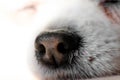 Chihuahua dog wet nose macro on white background