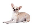 Chihuahua dog on white background