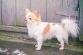 A chihuahua dog is white with brown color standing near a wooden door. Portrait of a mini dog breed Royalty Free Stock Photo