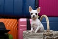 A chihuahua dog in a wicker basket against the background of several large bright suitcases is waiting for a trip. Royalty Free Stock Photo