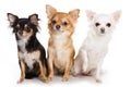 Chihuahua dogs Royalty Free Stock Photo