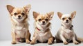 Chihuahua dogs and cat against white background, studio shot Royalty Free Stock Photo