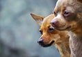 Chihuahua dogs couple