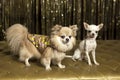 Chihuahua dogs in outfits