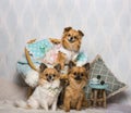 Chihuahua dogs sitting around chair in studio, portrait