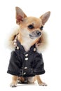 Chihuahua dressed