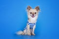 Chihuahua dressed as a cabin boy Royalty Free Stock Photo