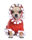 Chihuahua dressed as father crhistmas Royalty Free Stock Photo