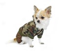 Chihuahua dressed in a fashion khaki jumpsuit