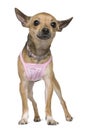 Chihuahua dressed in pink, 1 year old, standing Royalty Free Stock Photo