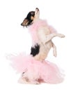 Chihuahua dressed with a pink dancer tutu Royalty Free Stock Photo