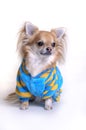 Chihuahua dressed in pjs