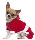 Chihuahua dressed in Santa outfit Royalty Free Stock Photo