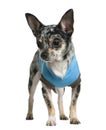 Chihuahua dressed in turquoise, 1 year old Royalty Free Stock Photo