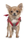 Chihuahua dressed up, 1 year old, standing Royalty Free Stock Photo