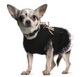 Chihuahua dressed up, 18 months old, standing Royalty Free Stock Photo