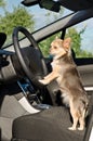 Chihuahua driver with paws on steering wheel Royalty Free Stock Photo