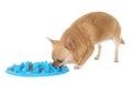 Chihuahua eating in studio Royalty Free Stock Photo