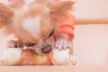 The dog gnaws a bone. Chihuahua eats on a beige sofa Royalty Free Stock Photo