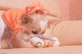 The dog gnaws a bone. Chihuahua eats on a beige sofa Royalty Free Stock Photo