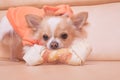 The dog gnaws a bone. Chihuahua eats on a beige sofa Royalty Free Stock Photo