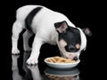 Chihuahua eats dog food Royalty Free Stock Photo