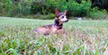 Chihuahua enjoying a nice summer day