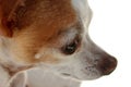 Chihuahua Eye Royalty Free Stock Photo