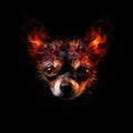 Chihuahua Face Shape In Red Fire On Black Background. Generative AI