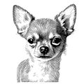 Chihuahua face sketch hand drawn in doodle style Vector illustration Royalty Free Stock Photo
