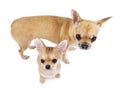 Chihuahua female dog with puppy