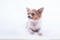 Chihuahua in front of white background Royalty Free Stock Photo