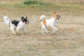 Chihuahua fun happy running outdoors. Royalty Free Stock Photo