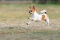 Chihuahua fun happy running outdoors. Royalty Free Stock Photo