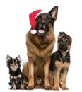 Chihuahua and German Shepherds with Santa hat