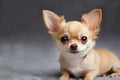 Chihuahua on a gray background. Portrait of a funny brown chihuahua dog. Small beautiful domestic dog breed. Chihuahua Royalty Free Stock Photo