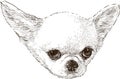Chihuahua head