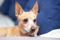 Chihuahua at home lying on blue sofa in living room. ginger dog sleeping on couch. pet resting on couch. cute dog. calm smart dog Royalty Free Stock Photo