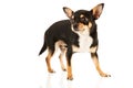 Chihuahua isolated over white background