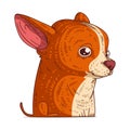 A Chihuahua, isolated vector illustration. Cute cartoon picture for children. A small amiable dog. Drawn animal sticker art.