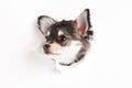 Chihuahua isolated on white background breakthrough postcard creative work dog Royalty Free Stock Photo