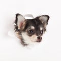 Chihuahua isolated on white background dog design concpt postcard