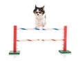 Chihuahua jumping an agility obstacle Royalty Free Stock Photo