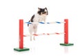 Chihuahua jumping an agility obstacle Royalty Free Stock Photo