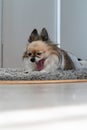 Chihuahua lay on the floor and stretched and yawning Royalty Free Stock Photo