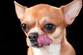 Chihuahua licking oneself close-up on black