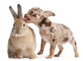 Chihuahua licking a rabbit in front of white background