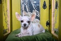 Chihuahua lies among vintage mirrors and carefully looks directly. Royalty Free Stock Photo