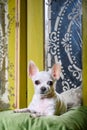 Chihuahua lies among vintage mirrors and looks straight. Royalty Free Stock Photo